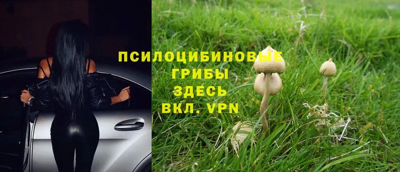 Псилоцибиновые грибы Psilocybe  mega рабочий сайт  Елизово 